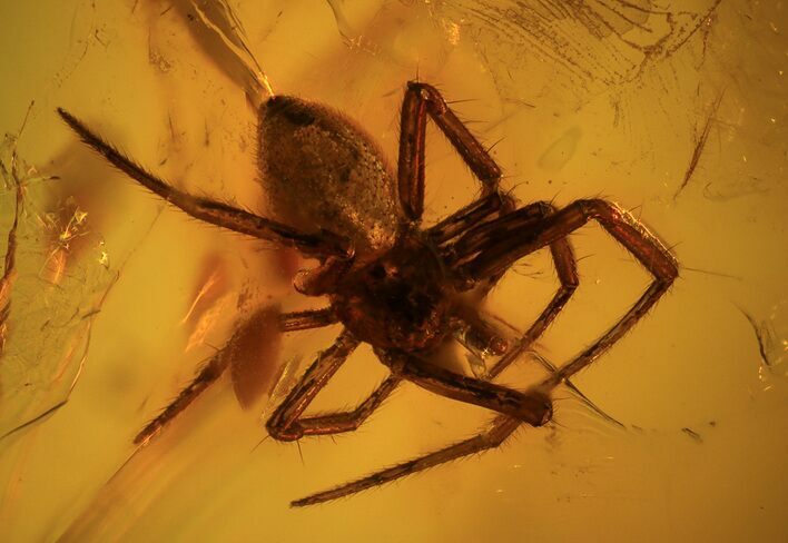 Fossil Spider (Aranea) In Baltic Amber #39099